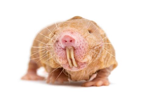 ugly rats pics|Ugly Rat Images – Browse 1,672 Stock Photos,。